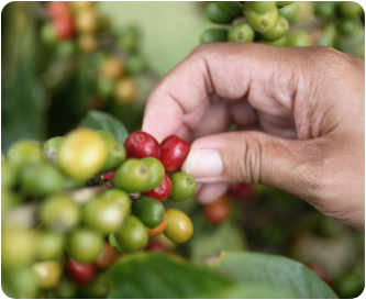 Kaffee-Ernte - Die Picking-Methode